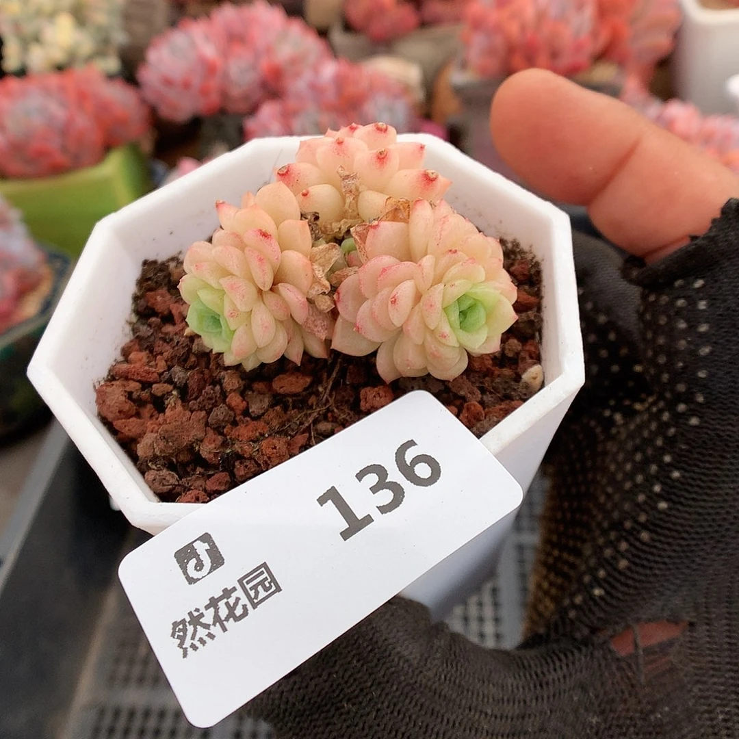 136灯泡麦杆多肉植物66666