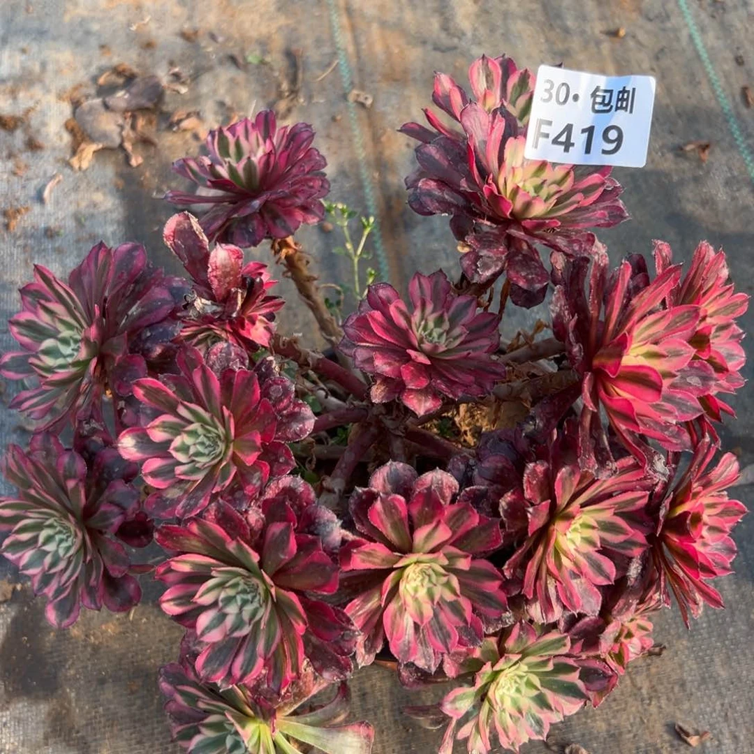 419红铜白多肉法师