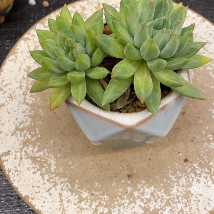 无****9弥鹿之森一物一图