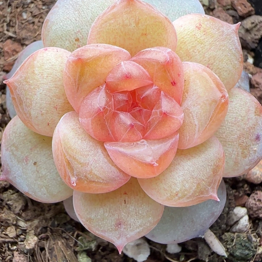 【满29包邮非偏远】533糖心优选