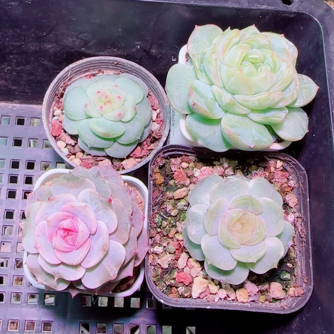 瓶***盖拉拉多肉开播福利