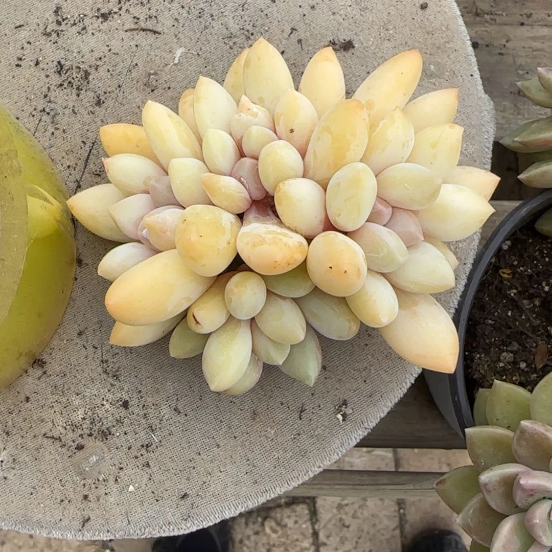 溢****雪北遇一物一拍雪姐