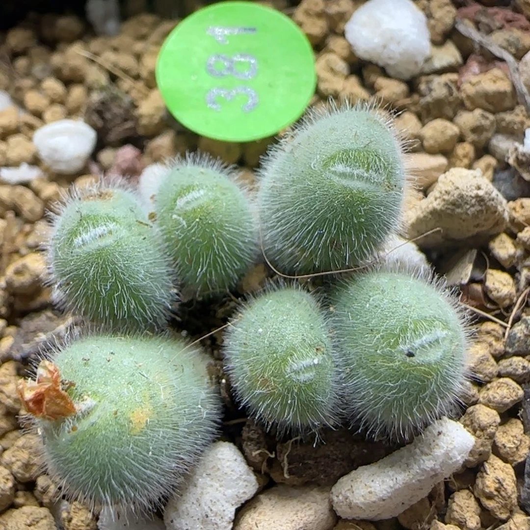 小美毛球群多肉植物381