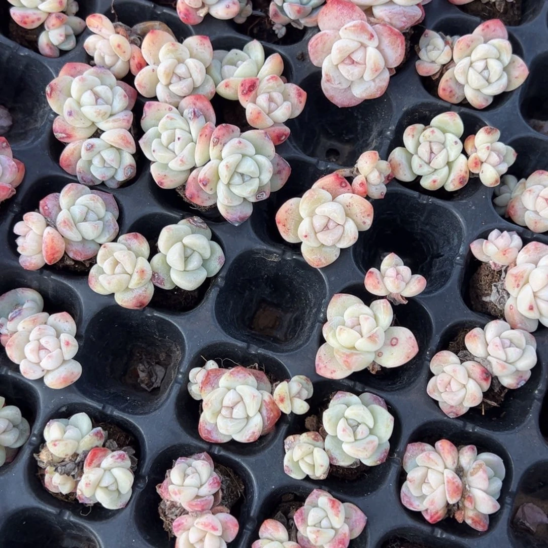 冰玉双头带腿叶片有瑕疵3颗量拍多肉满20包邮下午发