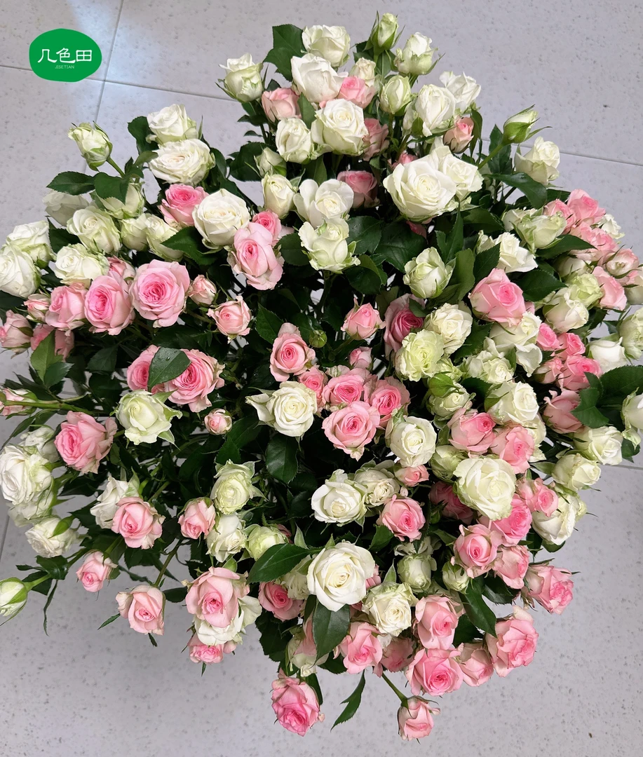 雪原浪漫----多头玫瑰云南直发鲜花