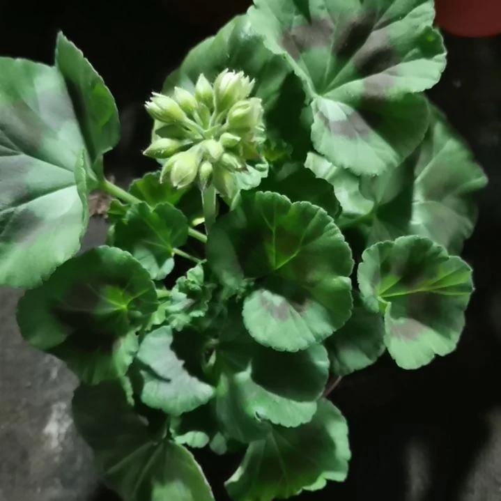 当前无花栽培后可以开花大山宫