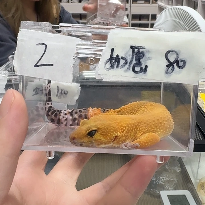 睫角守宫好几年呢