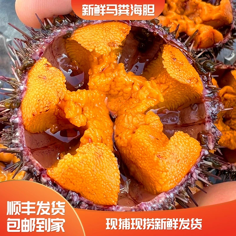 11-13头/斤大连冬季小马粪海胆四季肥当天捕捞顺丰发货刺身