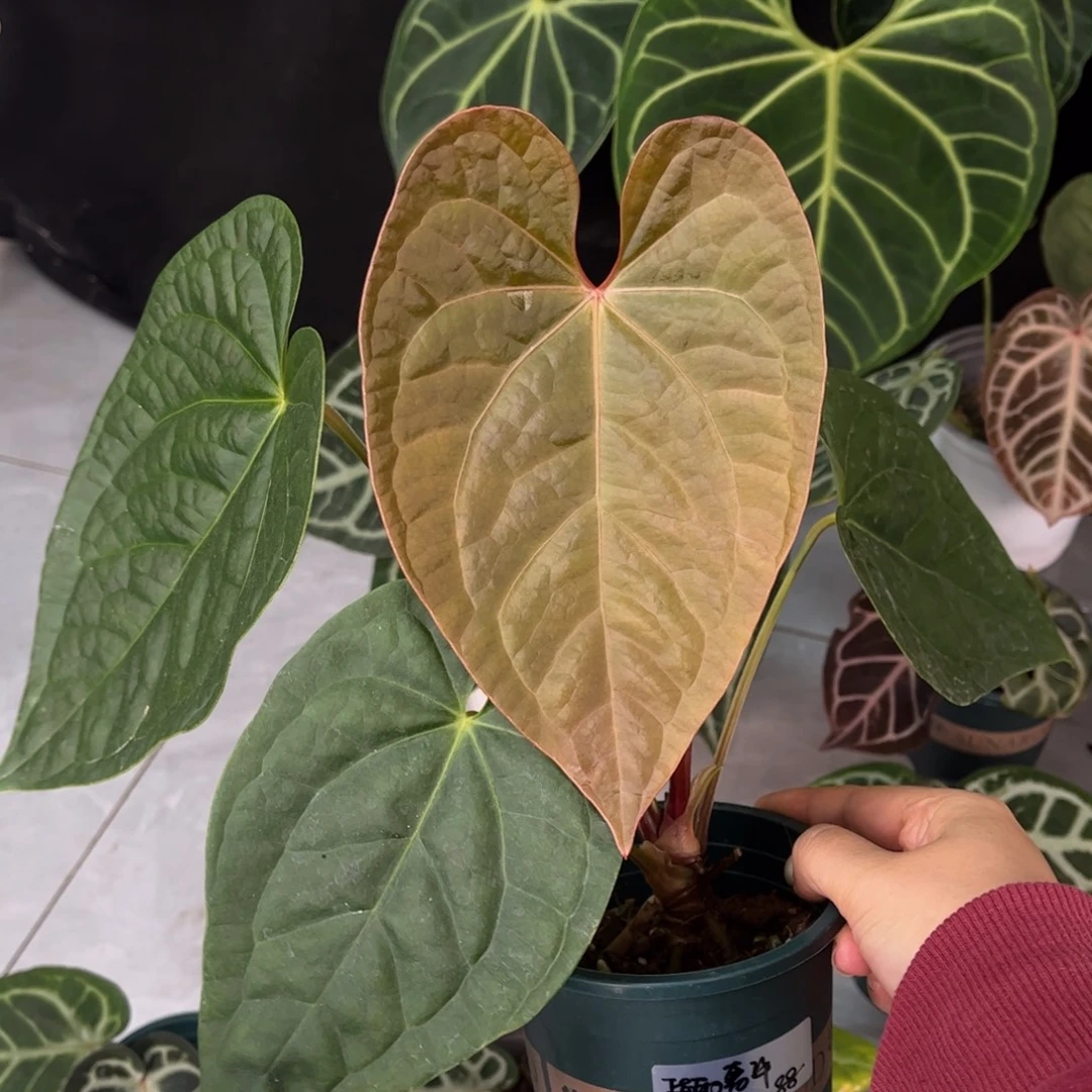 无花朵奢华杂9877