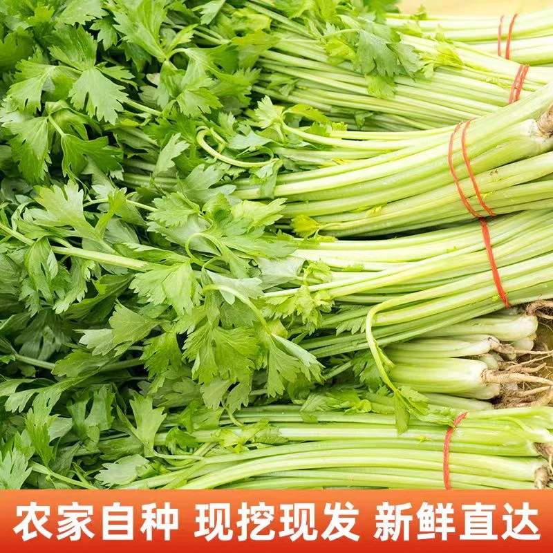 【顺丰】苏北新鲜药芹农家自种露天土芹菜带叶细茎药芹现挖新鲜蔬菜