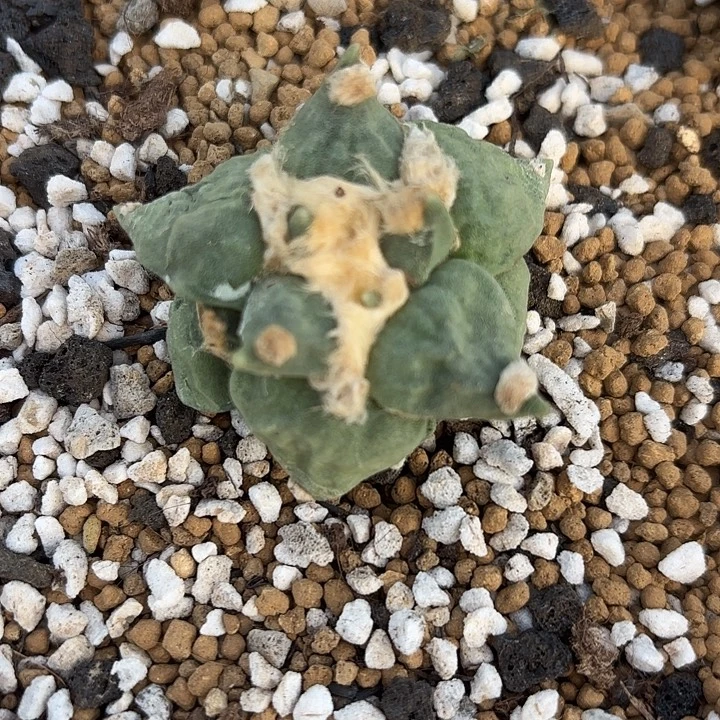 小***噻连山牡丹三个单一起