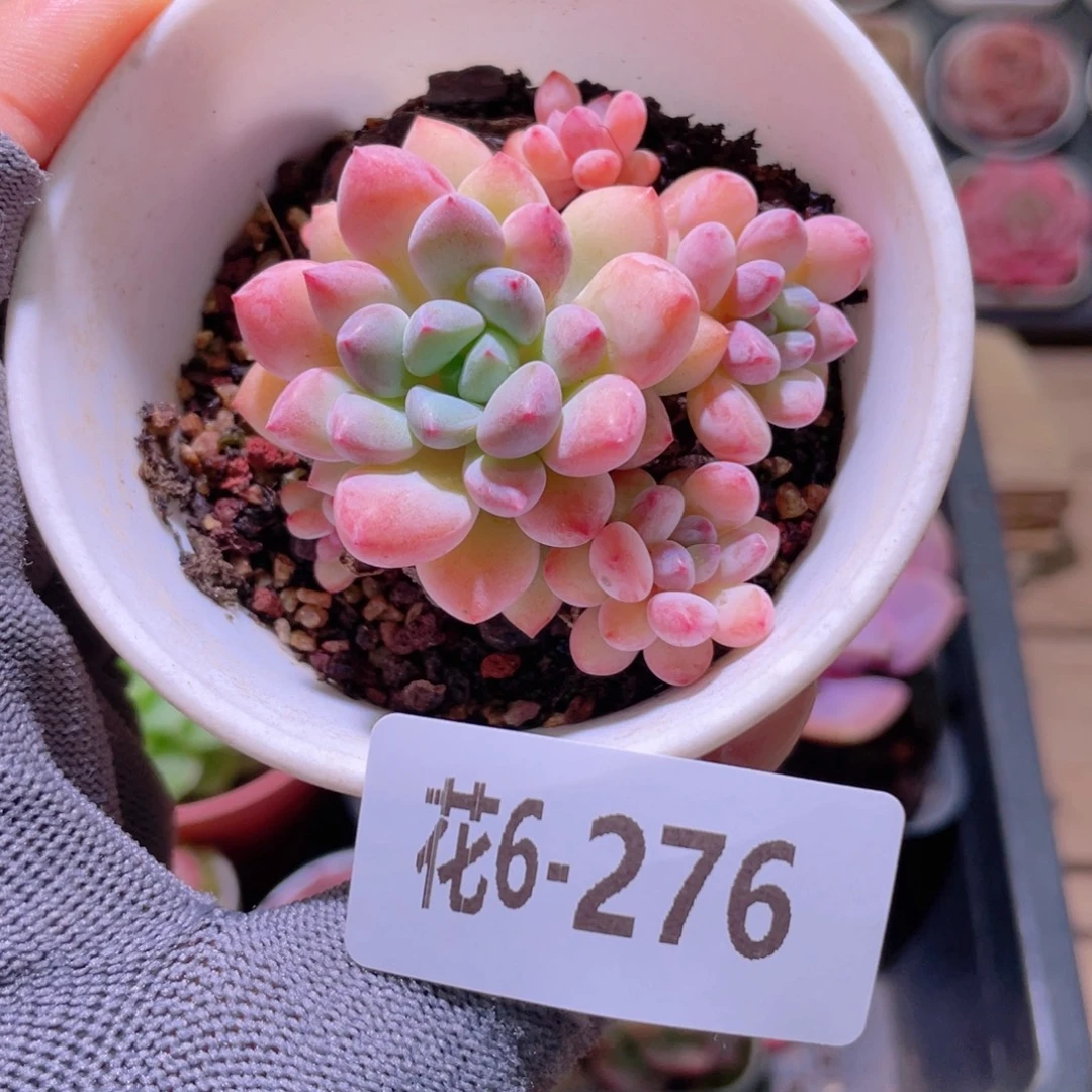 花利美 6-276木糖醇