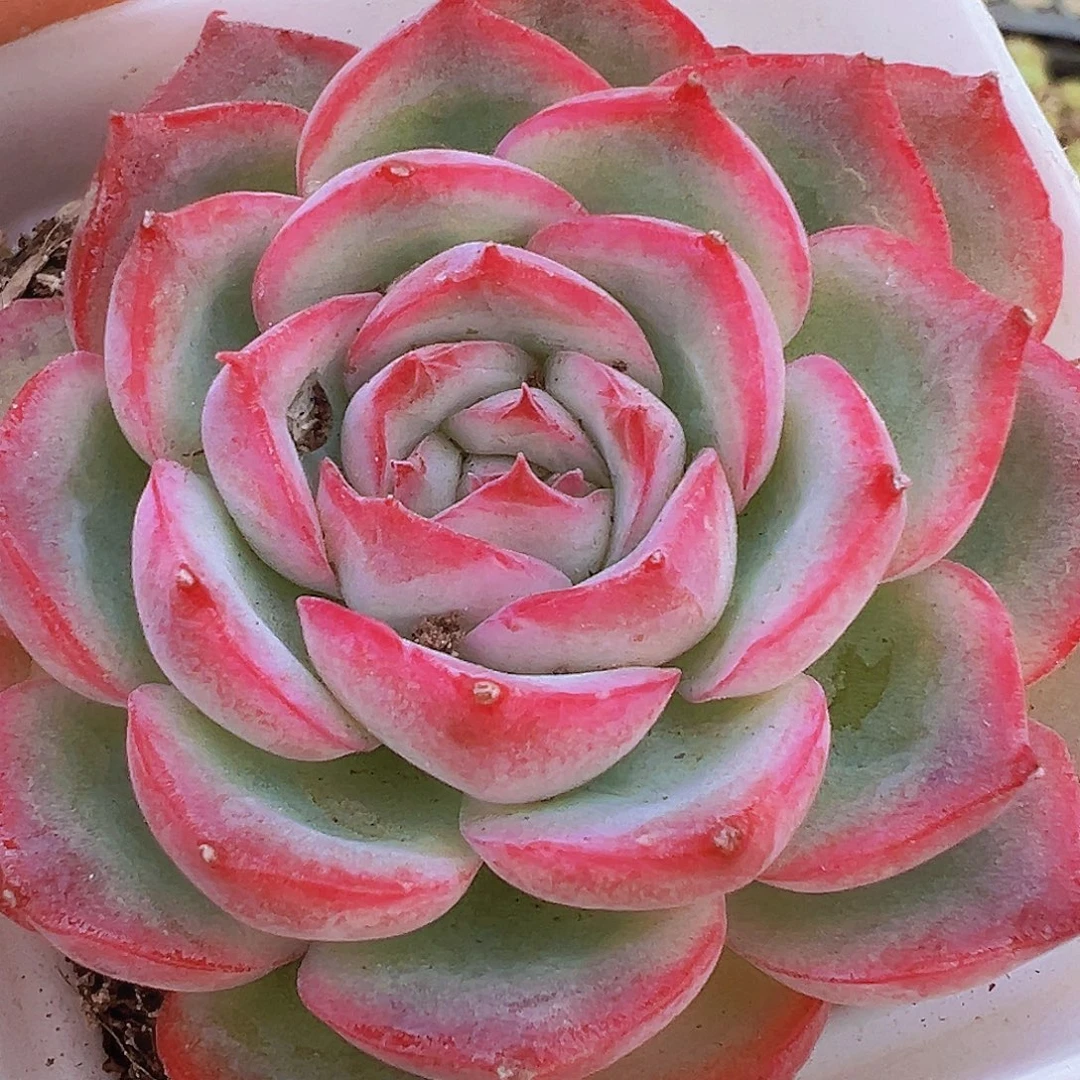 精品侧影19包邮多肉