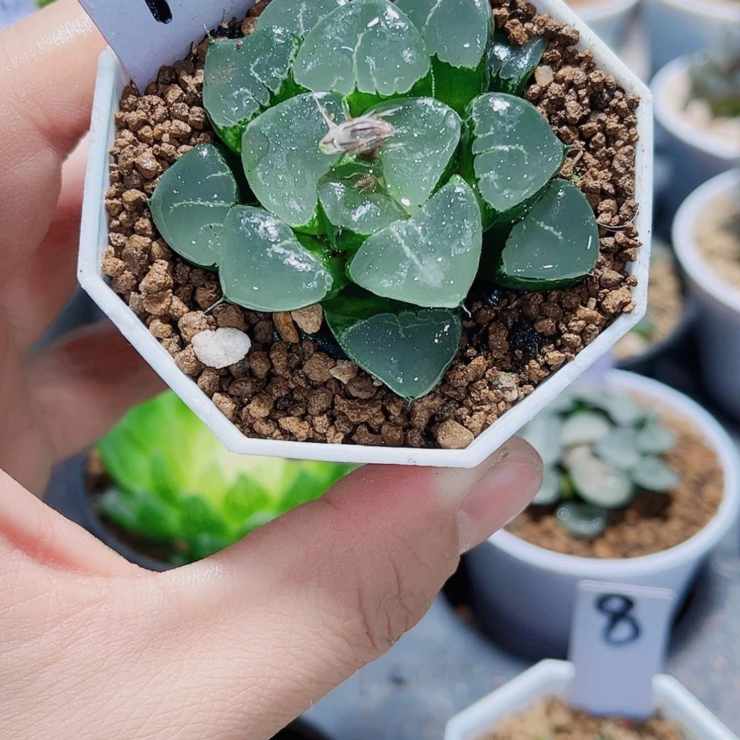 姬翠寿精品十二卷