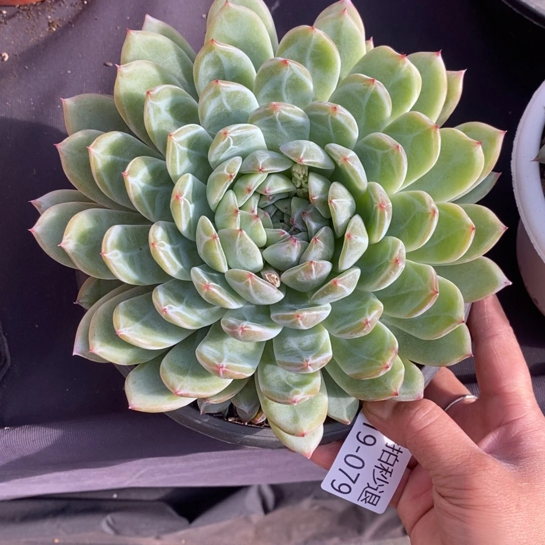 两单包邮1219-79珍妮