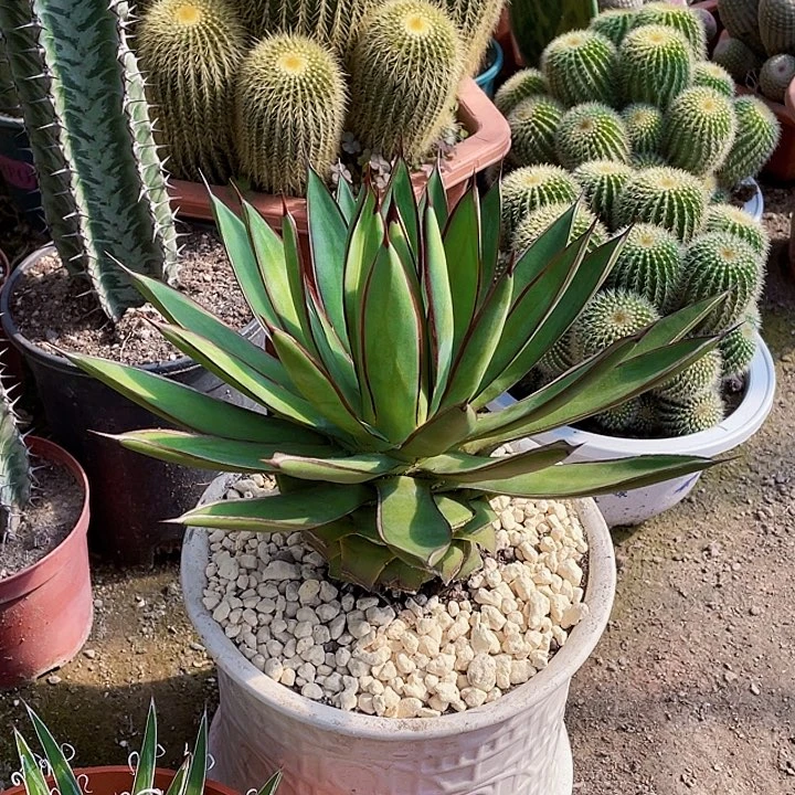 轩***宇完全开放陇雷裸根发货