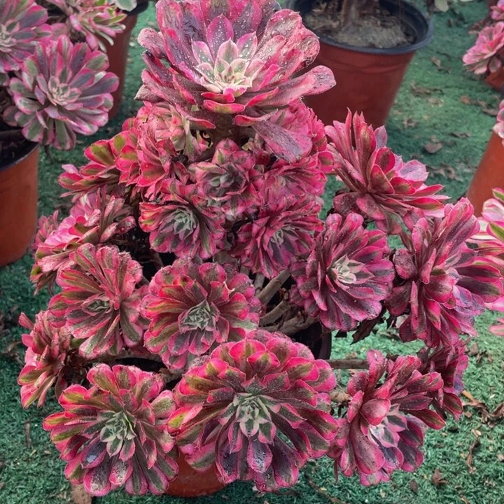 630红铜白精品法师老桩