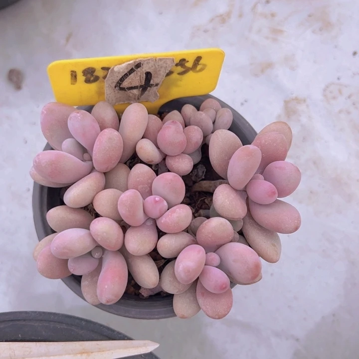 健健康康平平安安