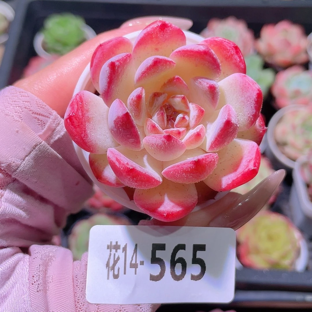 花利美14-565果汁