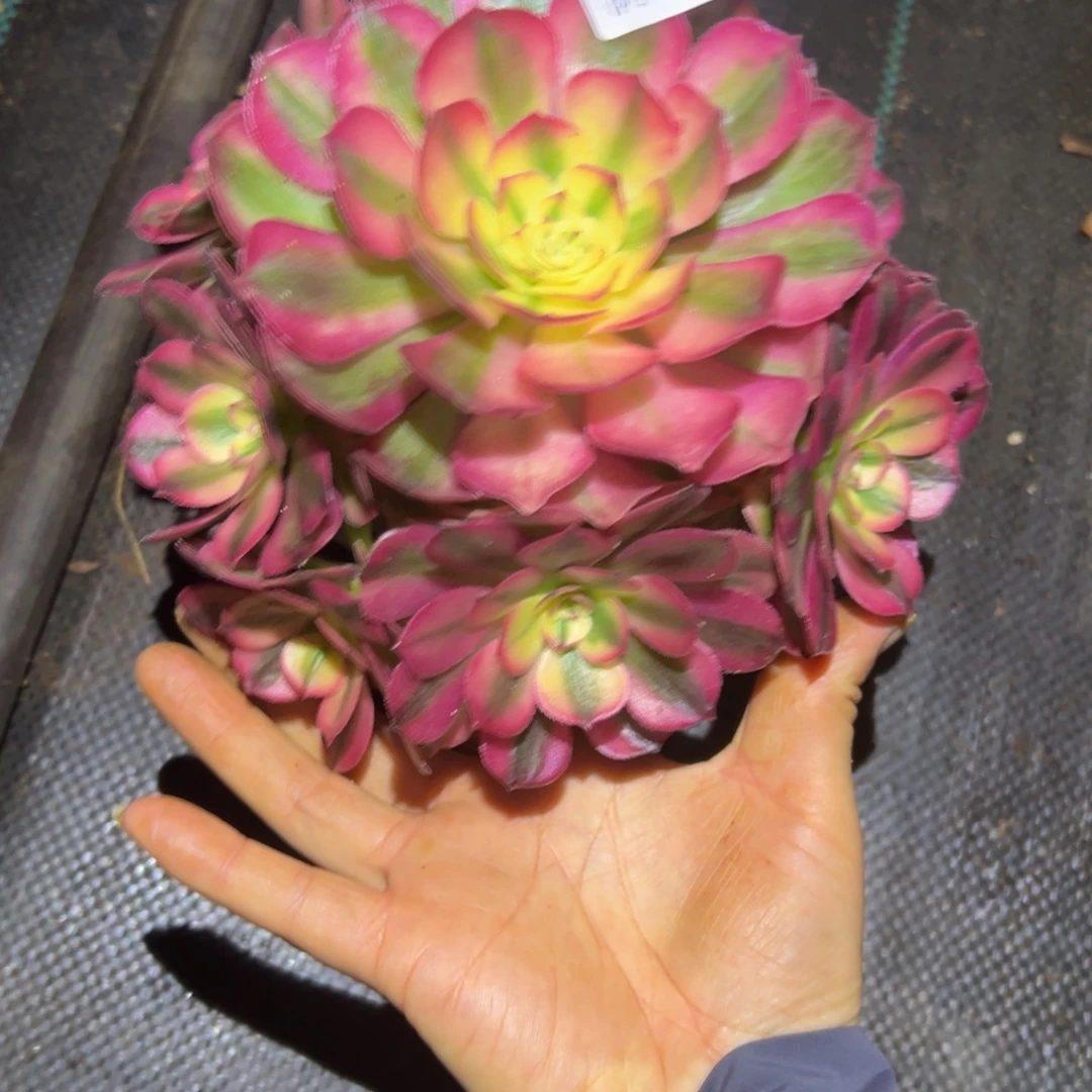 多肉植物1717脱土