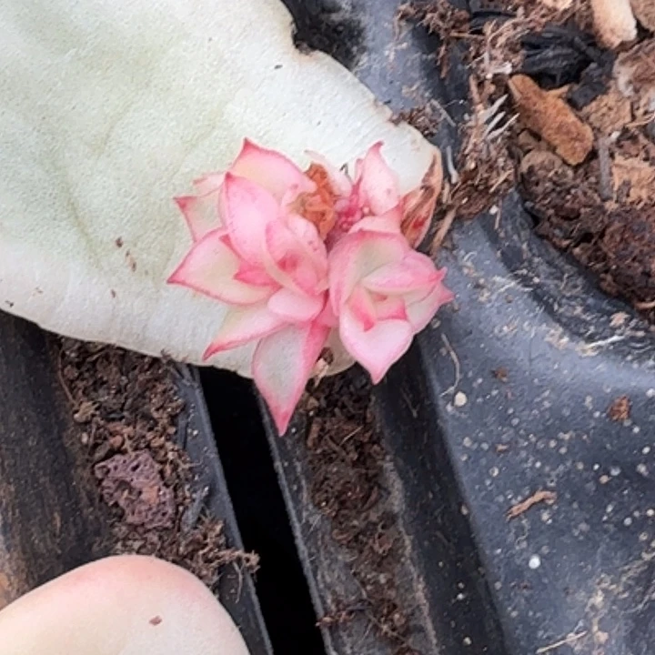 吉赛尔锦大锦边双头腹轮锦