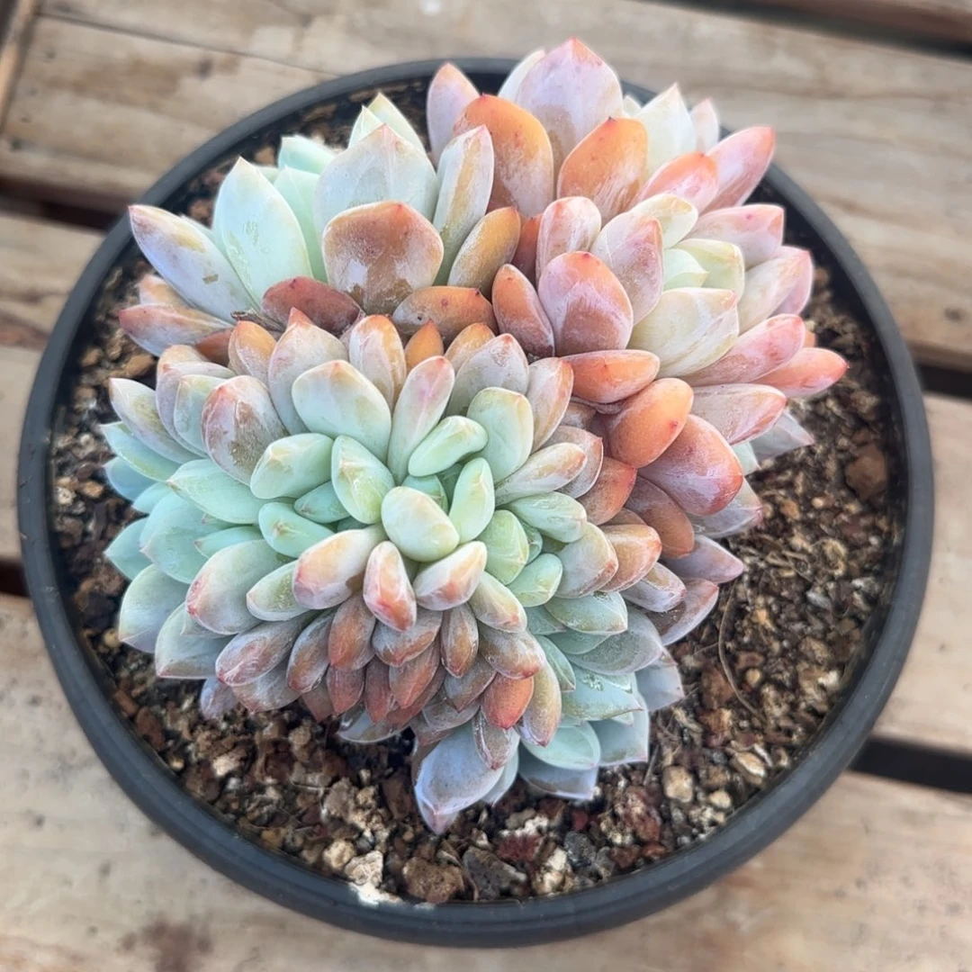 多肉植物一物一拍