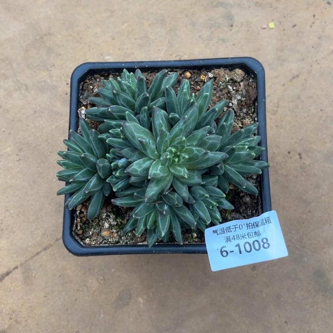 苦**?6-1008梵高美人多肉