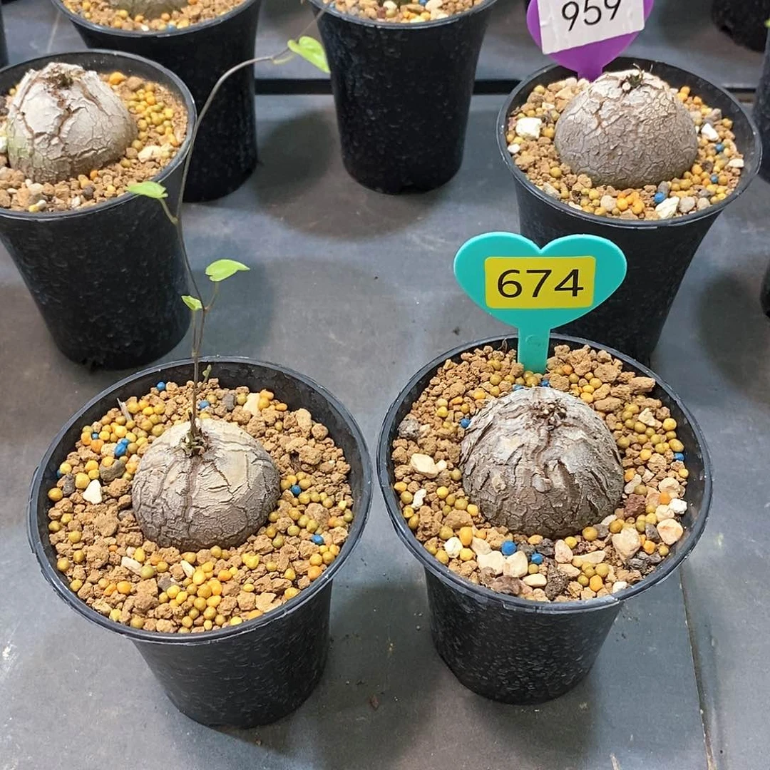 南非龟甲龙龟甲龙