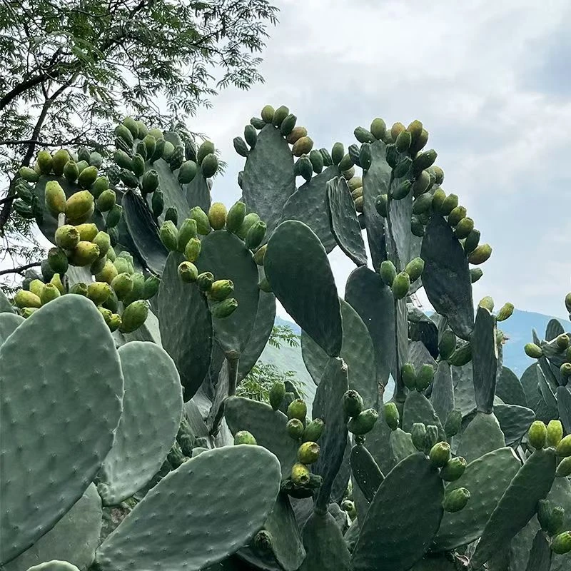仙人掌水果苗盆栽野生红心可开花结果仙人掌果大红果野生宝塔好吃