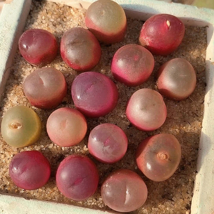 冰魄杂吕红一颗