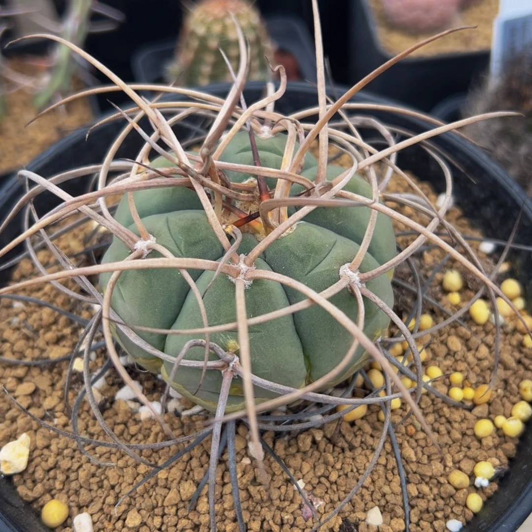 335实生根多肉植物带盆土