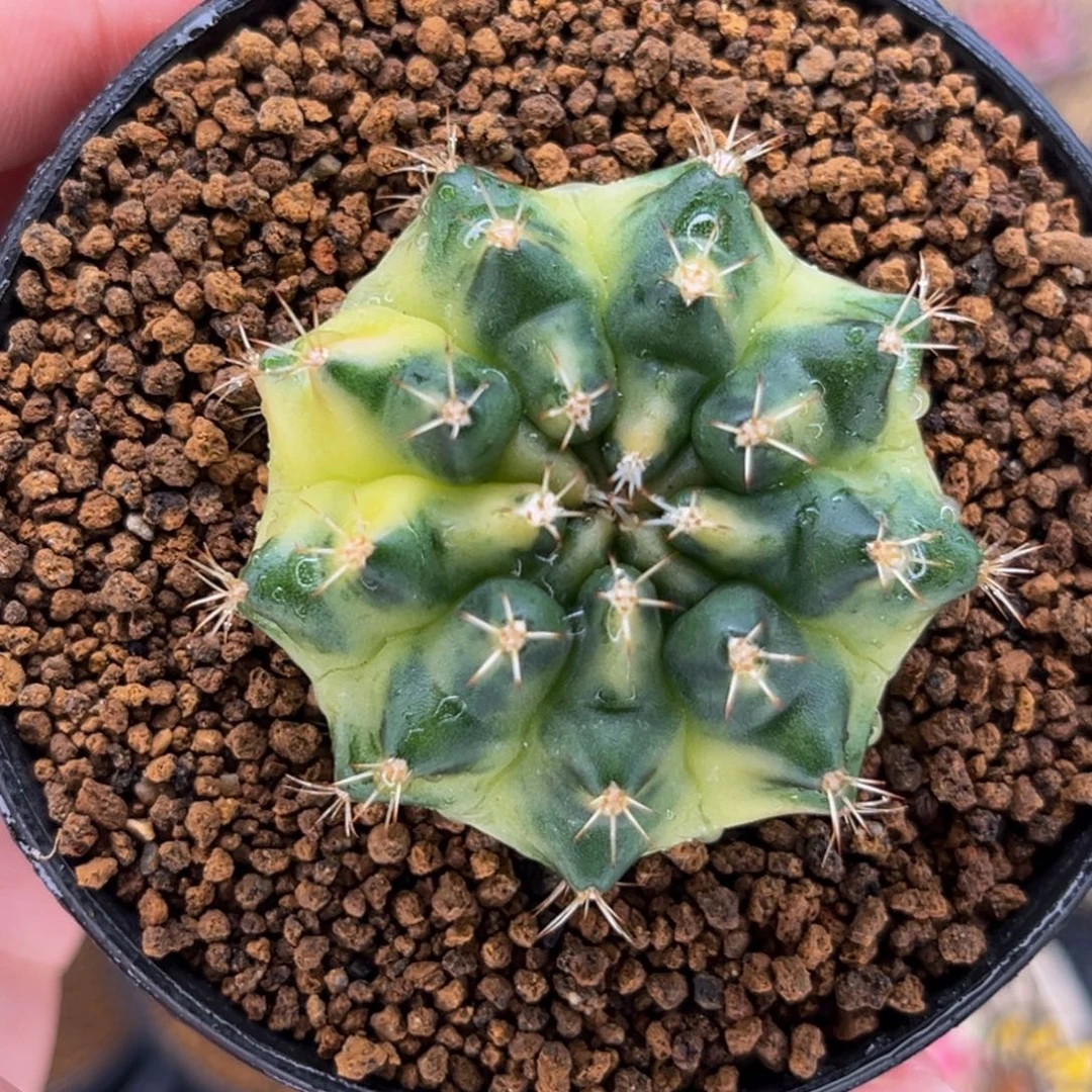 月亮系列 米哈仙人球