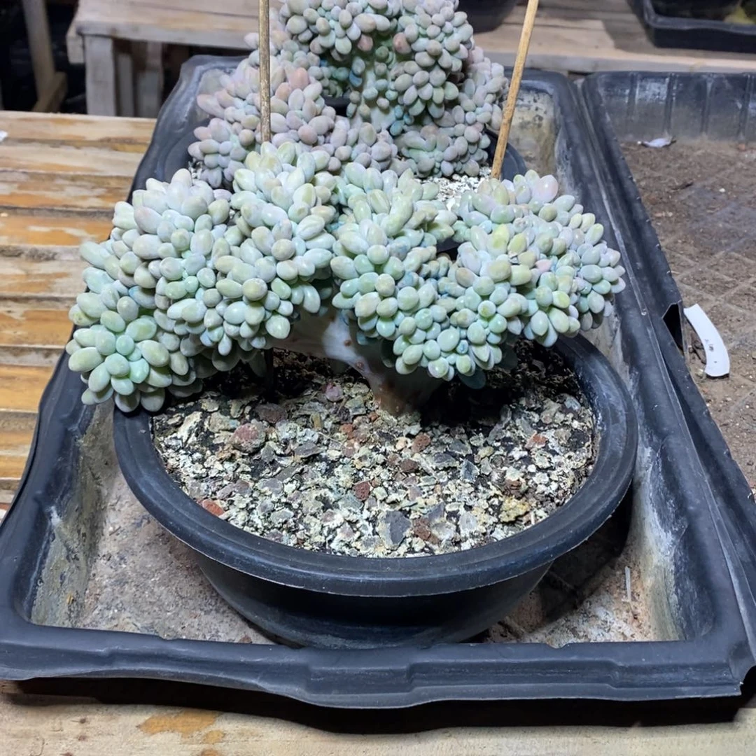 啊军喵多肉汤圆缀20满盆