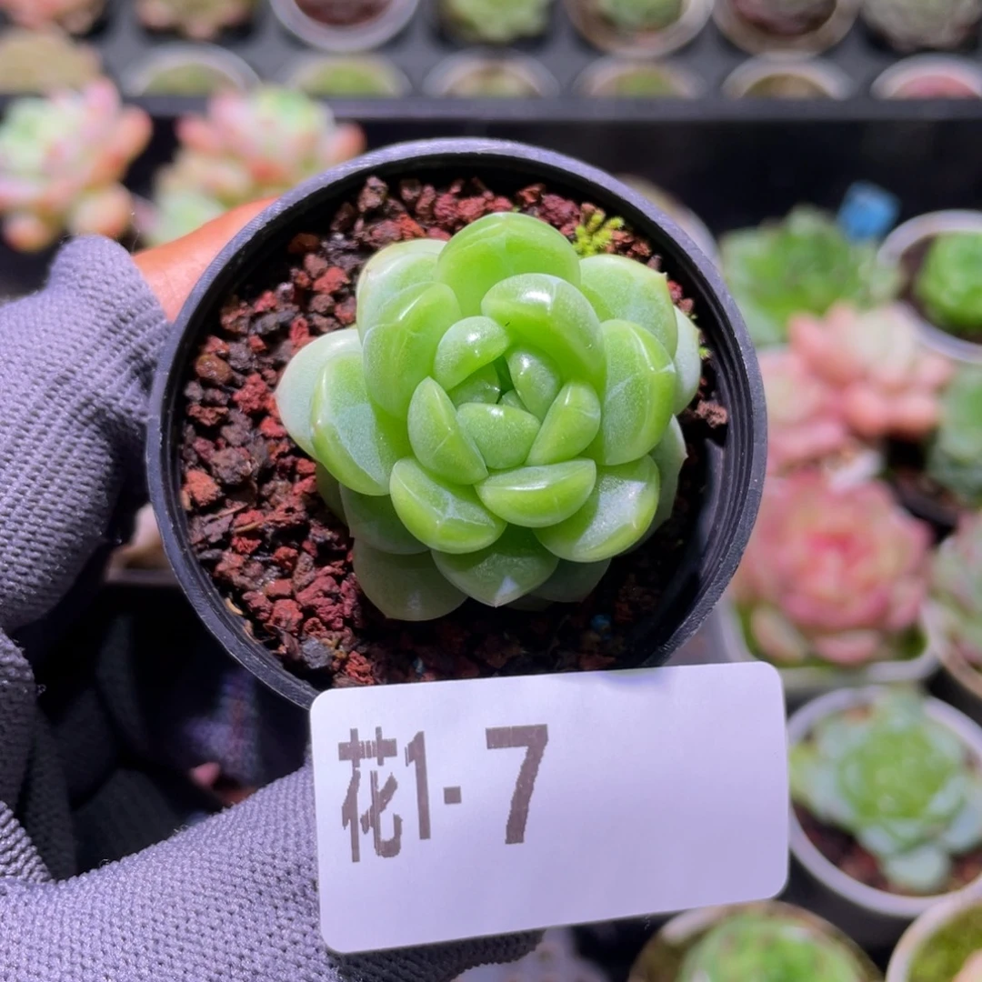 花利美 1-7新品珍妮