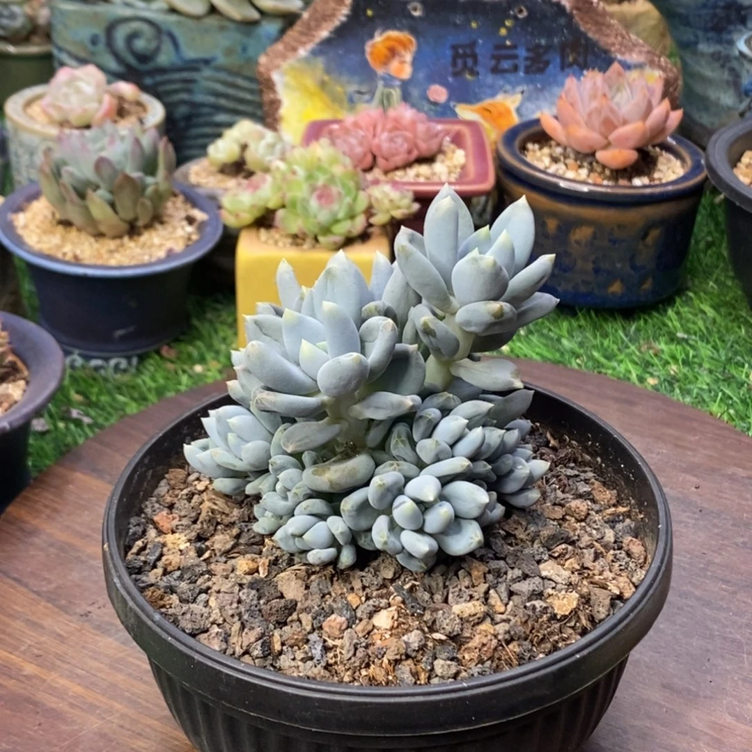 黄胖体哥特群生一物一拍