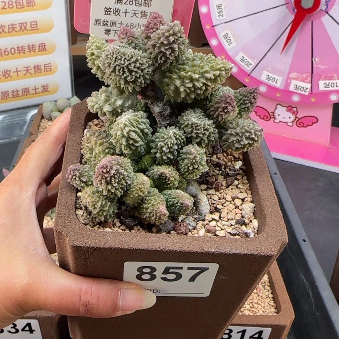 绵***糖857朱紫玉多肉植物