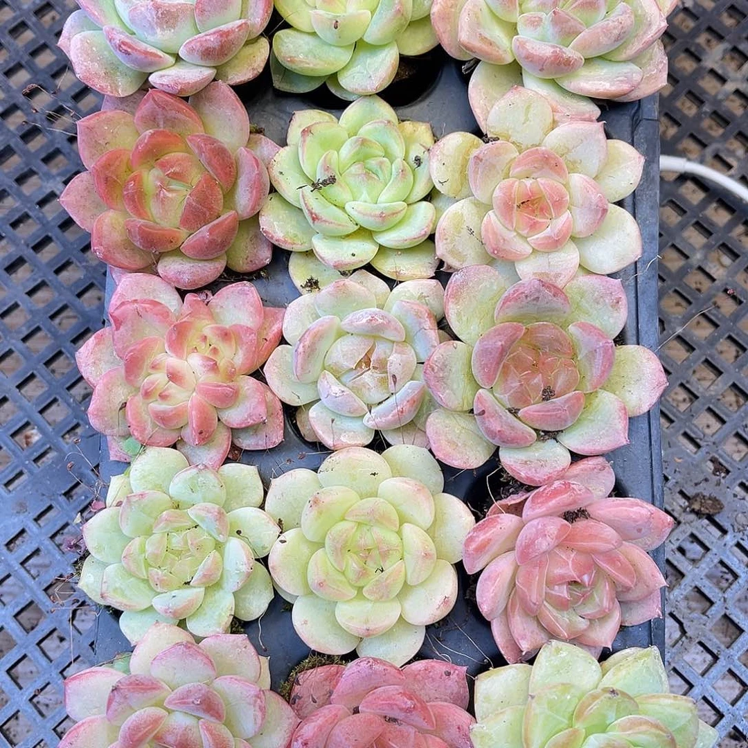 南***难多肉一物一拍20-67