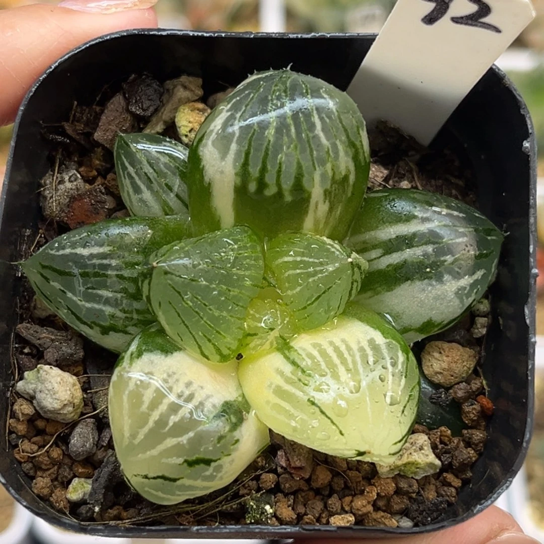 92巨大丸叶玉潭寿锦福利专场