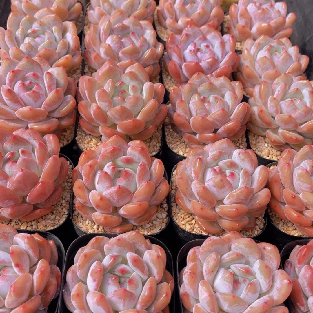 量拍11号 宽叶包包韩橙单头2个