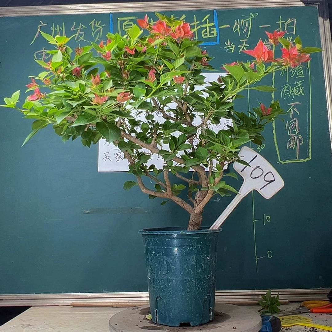 当前无花栽培后可以开花佩德罗 原生小树头 109