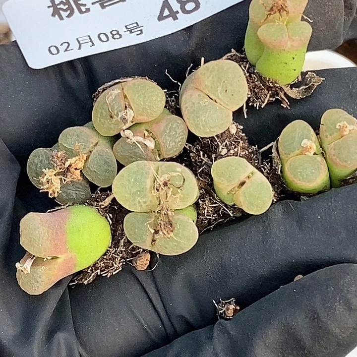 桃喜花园0208-48樱花8颗