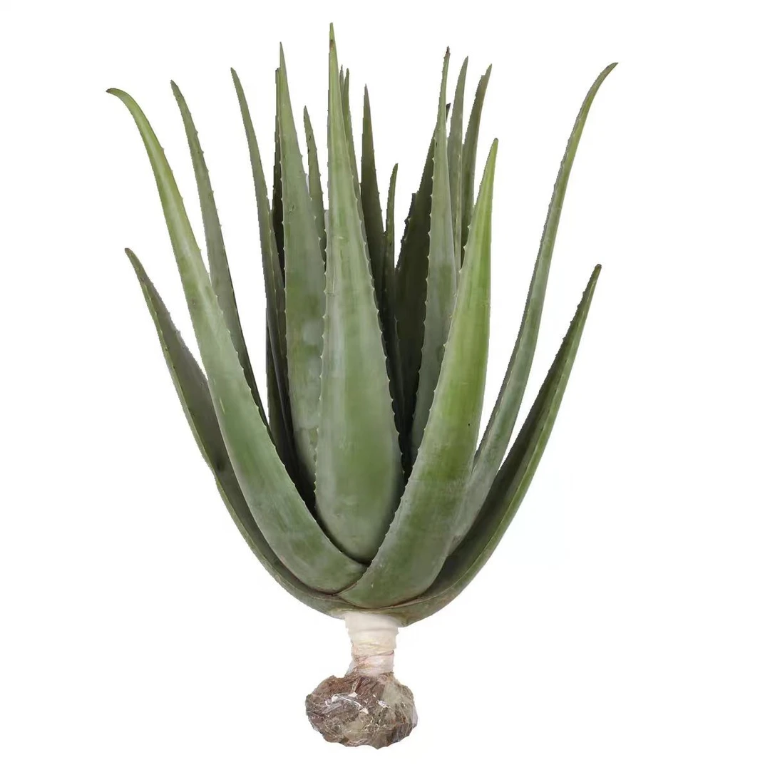 新鲜库拉索芦荟盆栽整颗带跟种植有机美容灌肤大芦荟食用洗浴专用