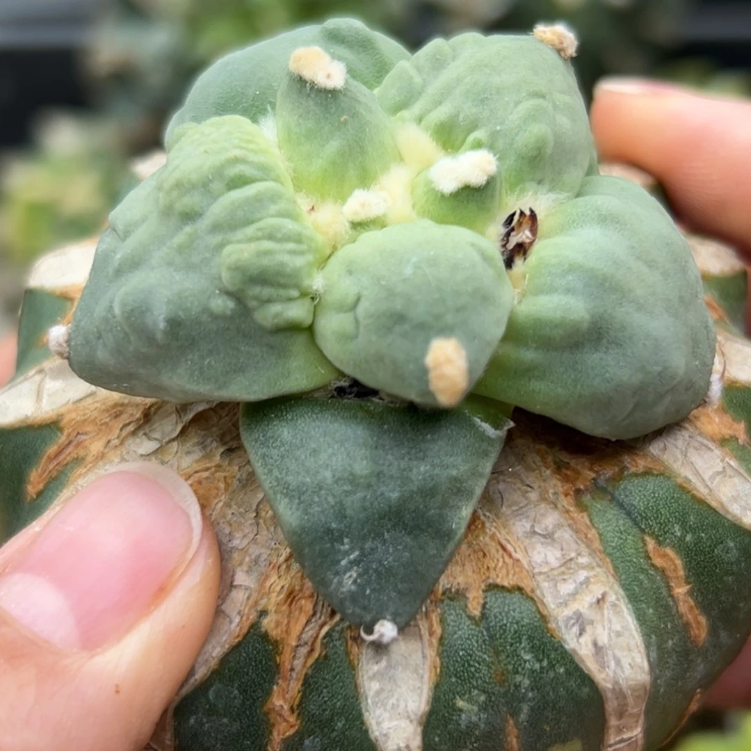 12 草球嫁接仙人球