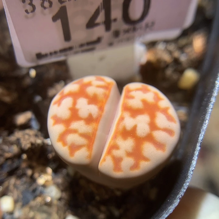 Sss精品生石花140