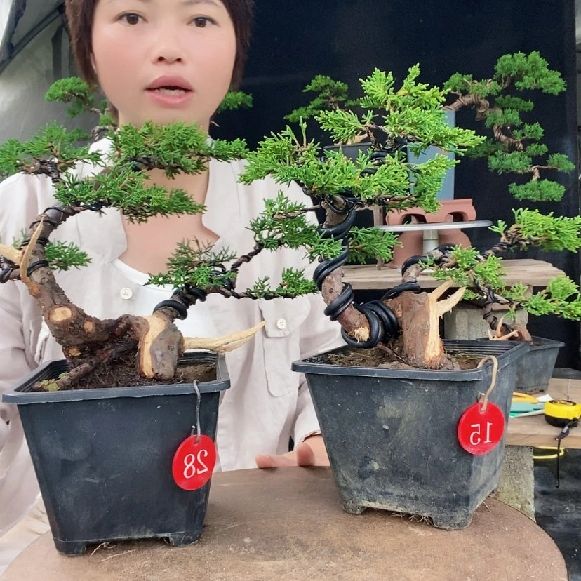 【闪购商品】无花朵盆景的种类