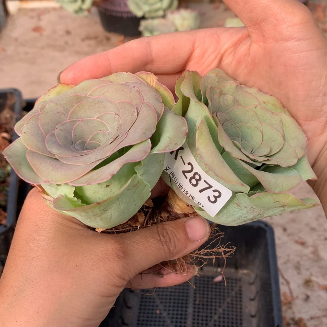 2873大单头g f f g c f v c c