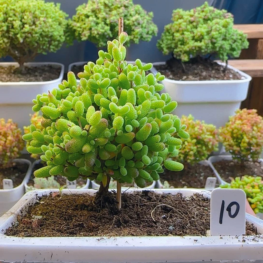 金桔糖球枝干番杏