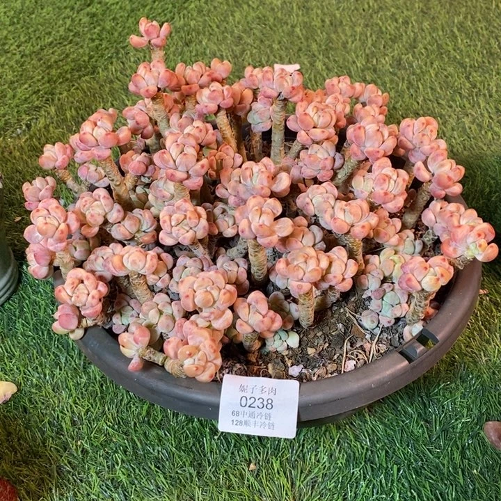 樱花罗琦0238 不满68请拍冷链