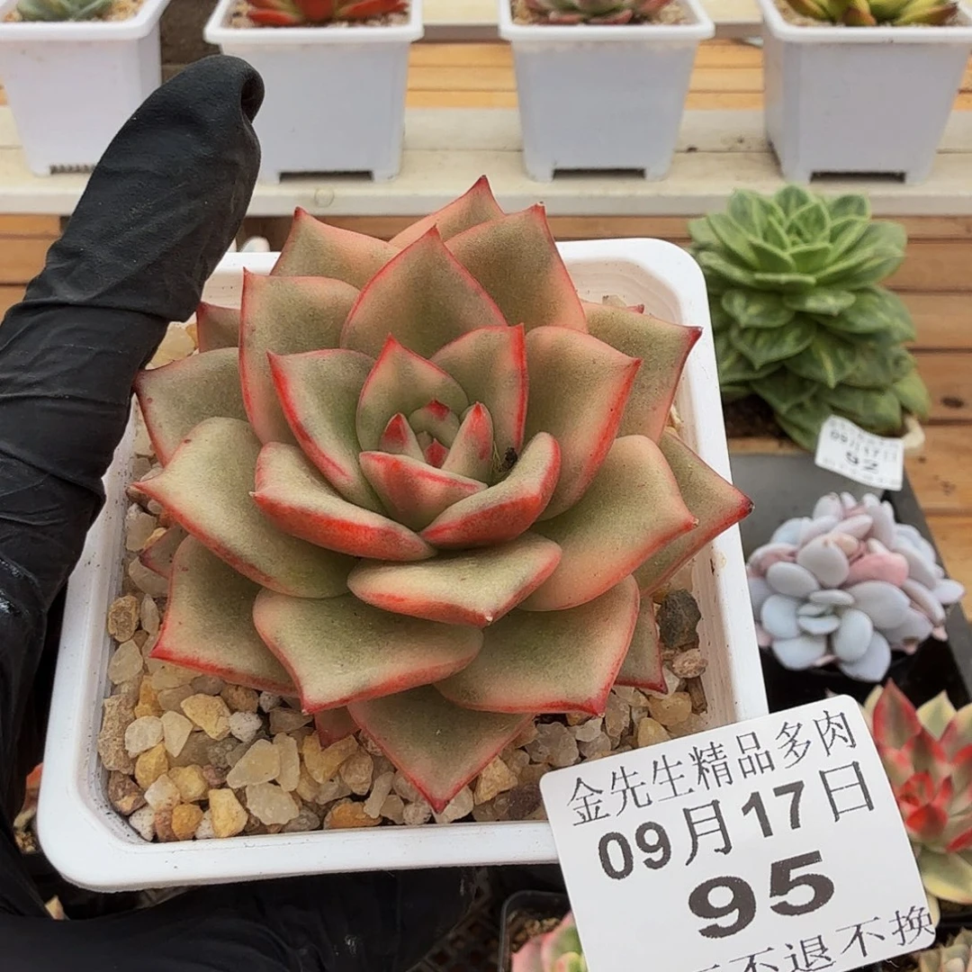 0917-95玫瑰玉锦单头