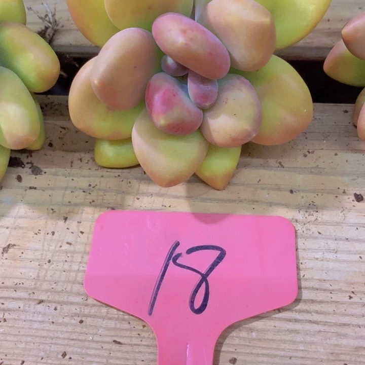 你要吃就去看电影了